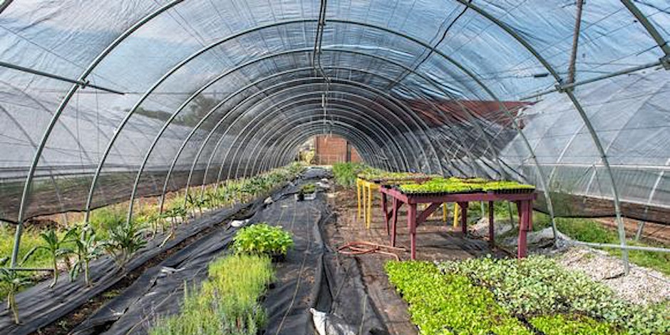 Greenhouse with green plants growing