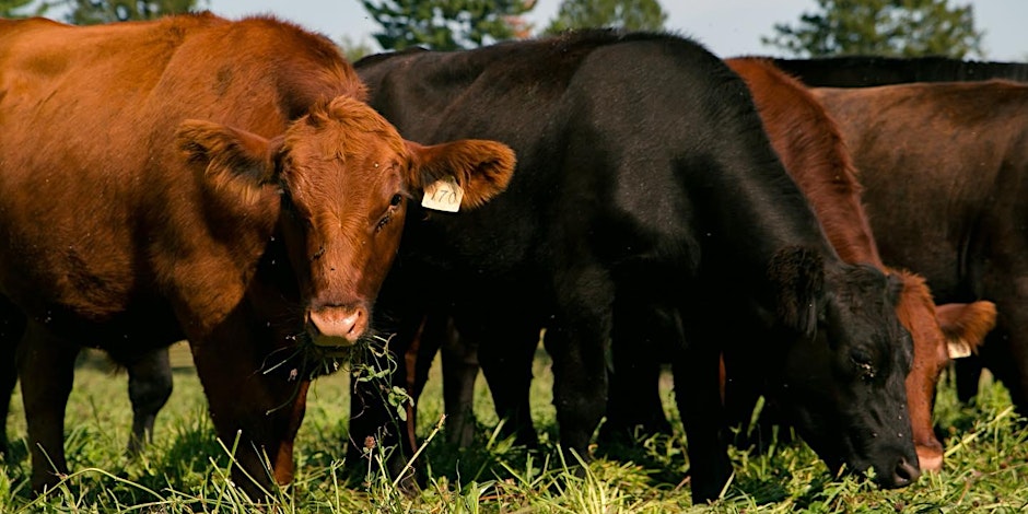 Beef cattle grazing