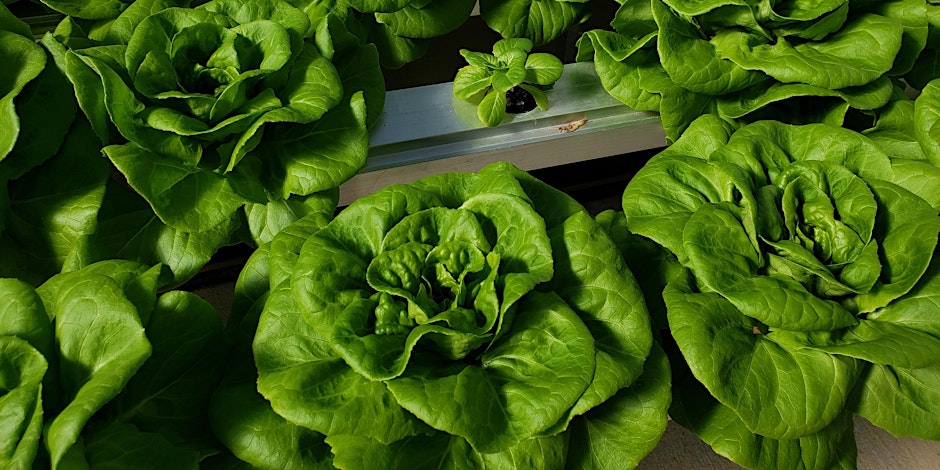 Leafy green vegetables