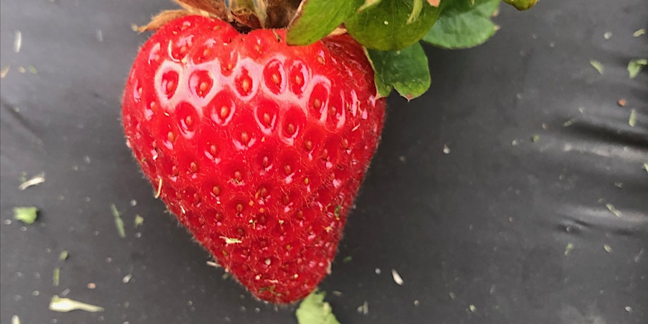 Single strawberry 