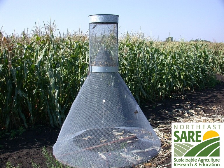 Photo of a insect phenomenon trap