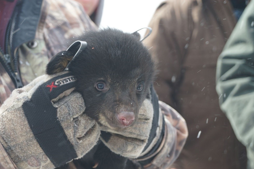 Man holding a black bear cub
