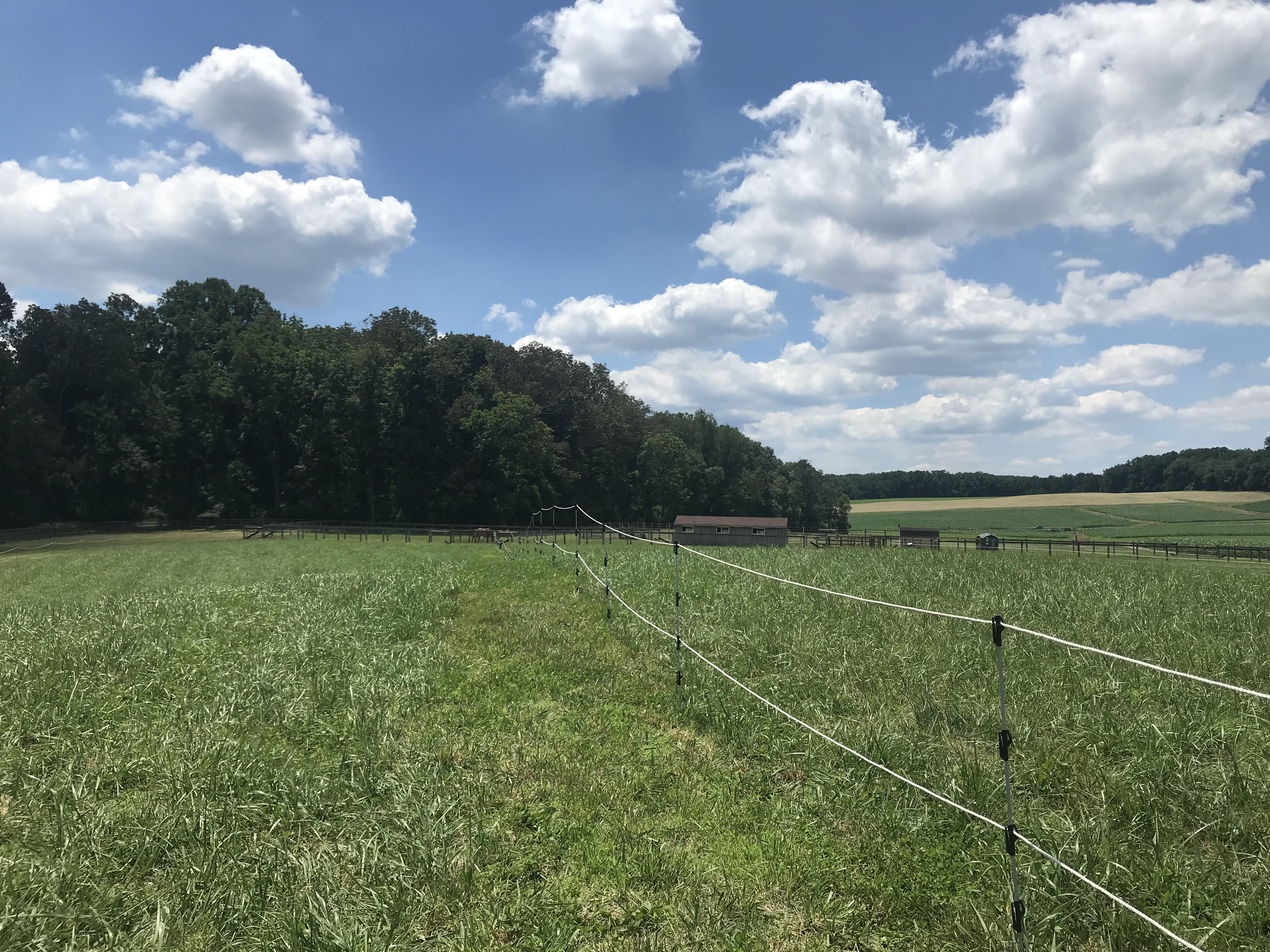 Pasture divided into sections  with electric braid fencing. 
