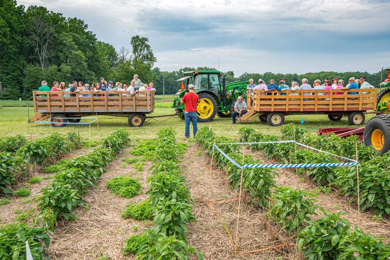 Photo of twilight tour with 2 wagons behind pepper plants.