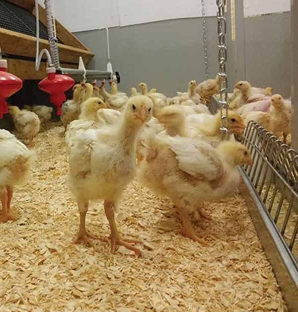 Pic from Canada Poultry