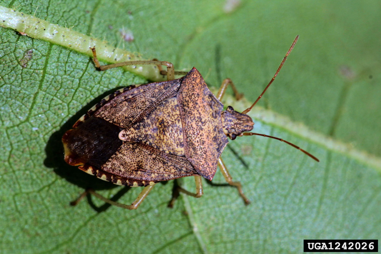 Stink bug