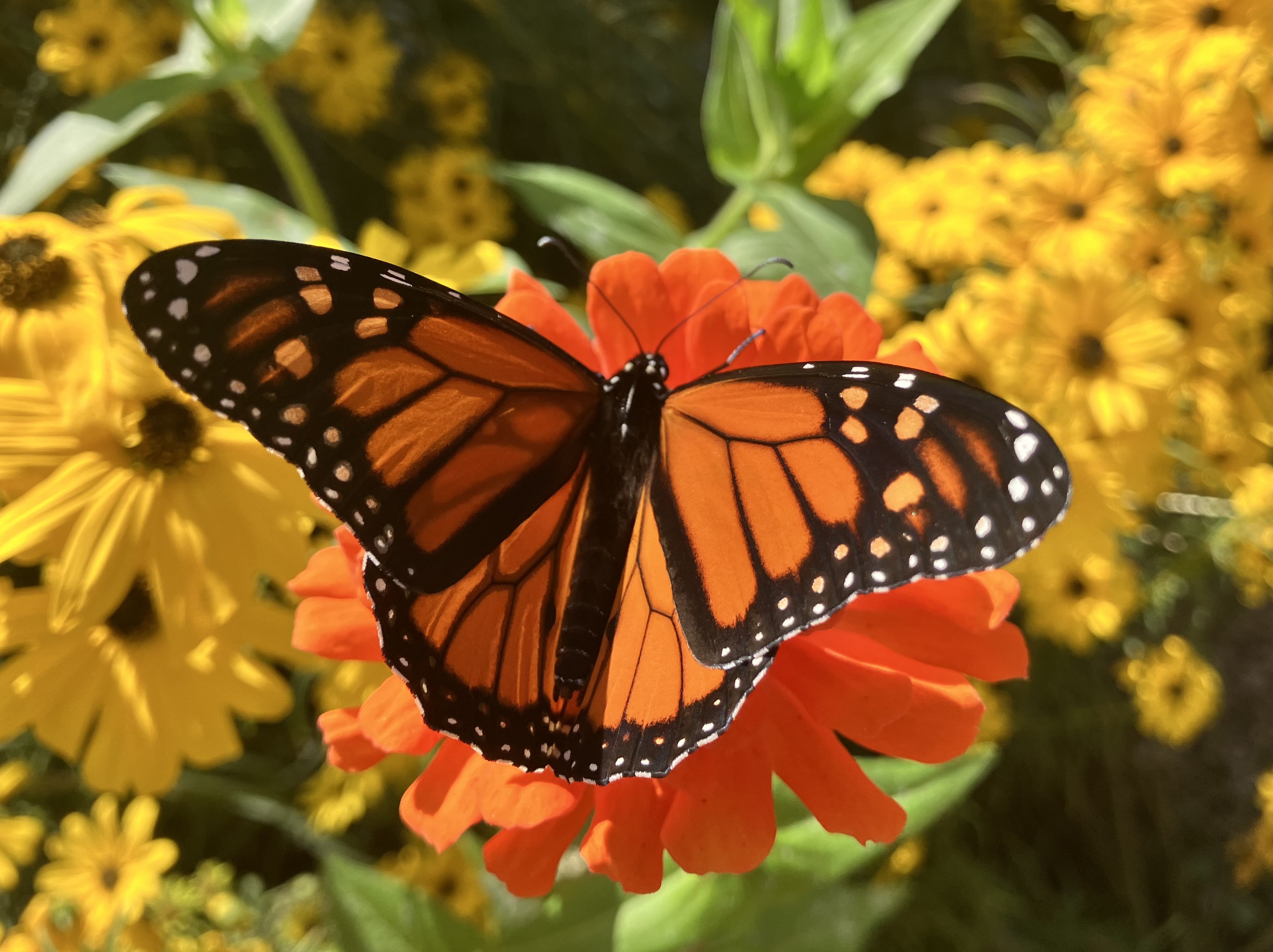 Monarch butterfly on a flower.