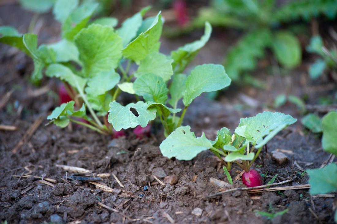 Photo of a radish.  