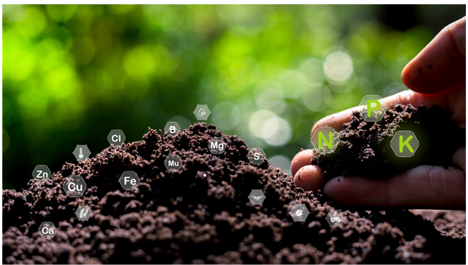 Someone holding a handful of soil