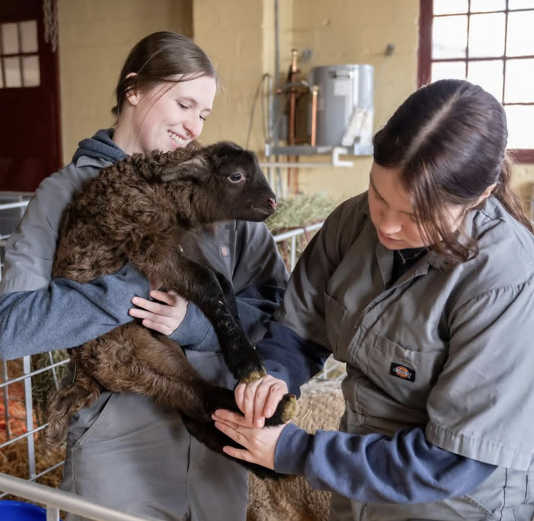 Animal Sciences students tending lambs