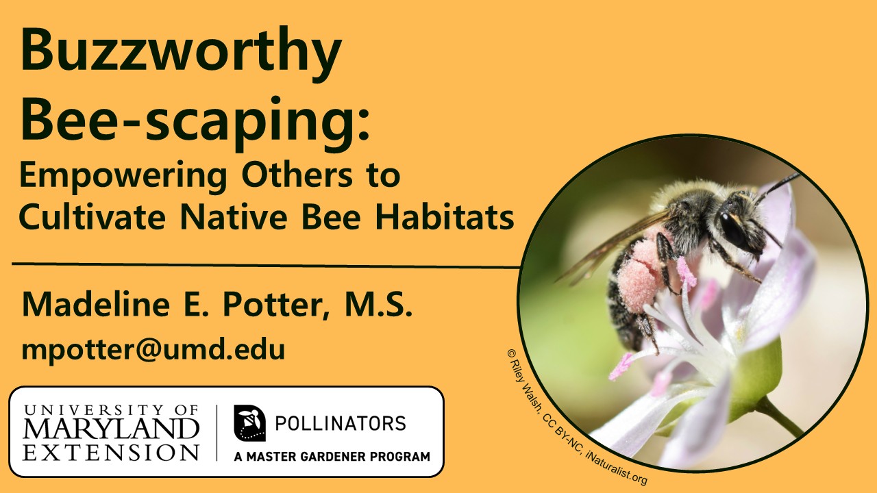An image showing the event title, "Buzzworthy Bee-Scaping: Empowering Others to Cultivate Native Bee Habitats," along with an image of a springbeauty mining bee collecting pollen from a springbeauty flower.