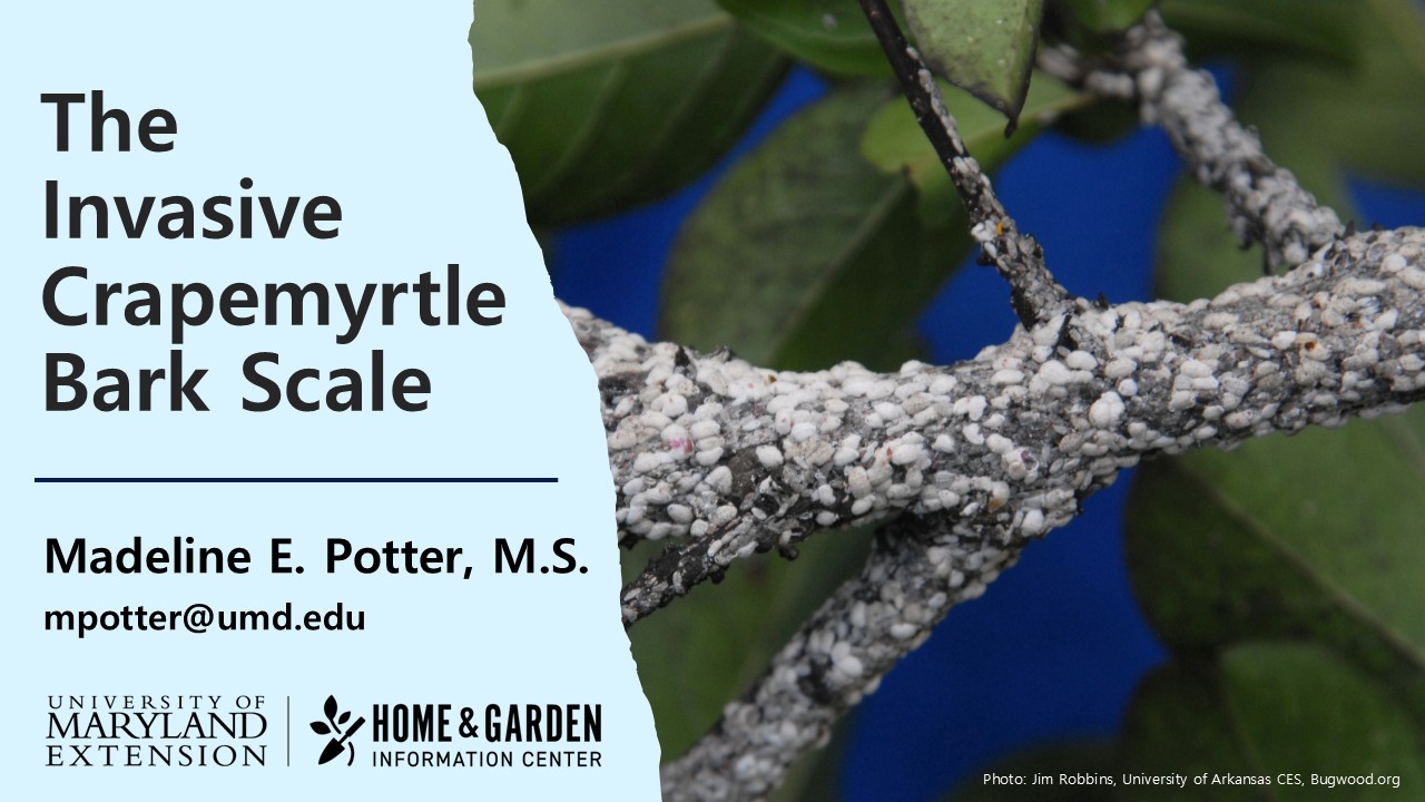 An image showing the event title: The Invasive Crapemyrtle Bark Scale, along with a picture of a tree branch infested with crapemyrtle bark scale.