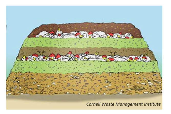 Chicken composting picture from Cornell 