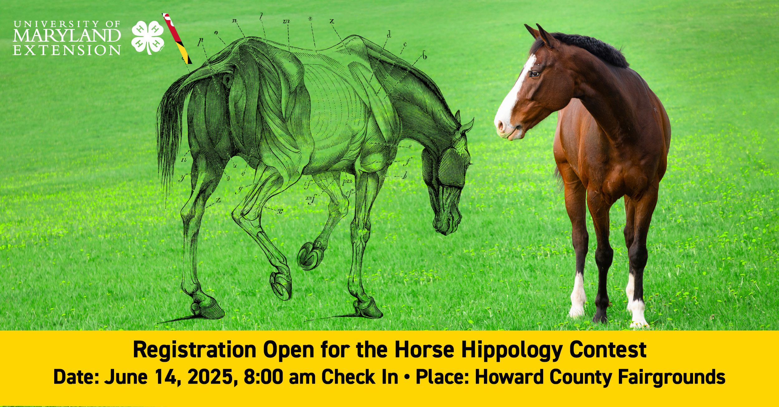 two horses one shows the muscles of the horse and the other is a brown horse