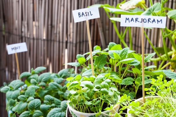 herbs in container garden