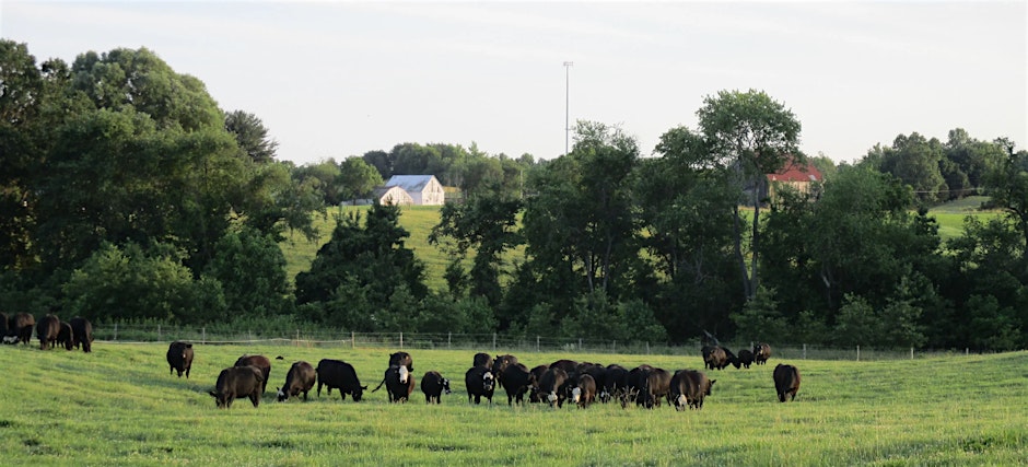 Cattle grazing in a green pasture.