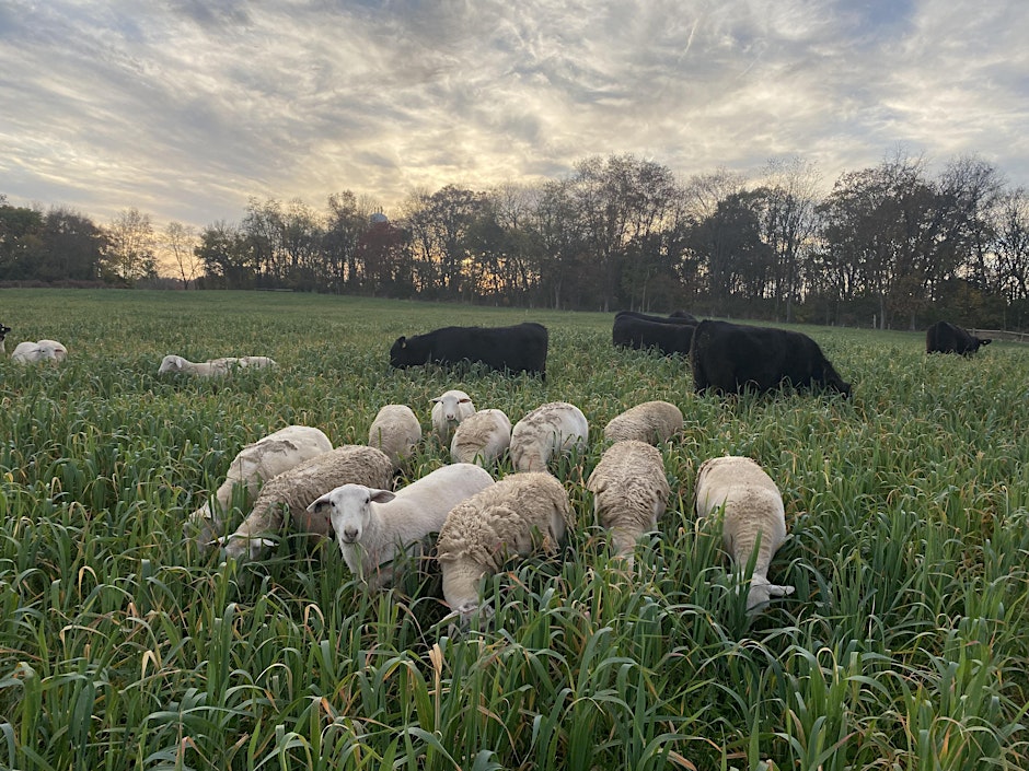 Sheep and Cattle grazing in a green pasture.