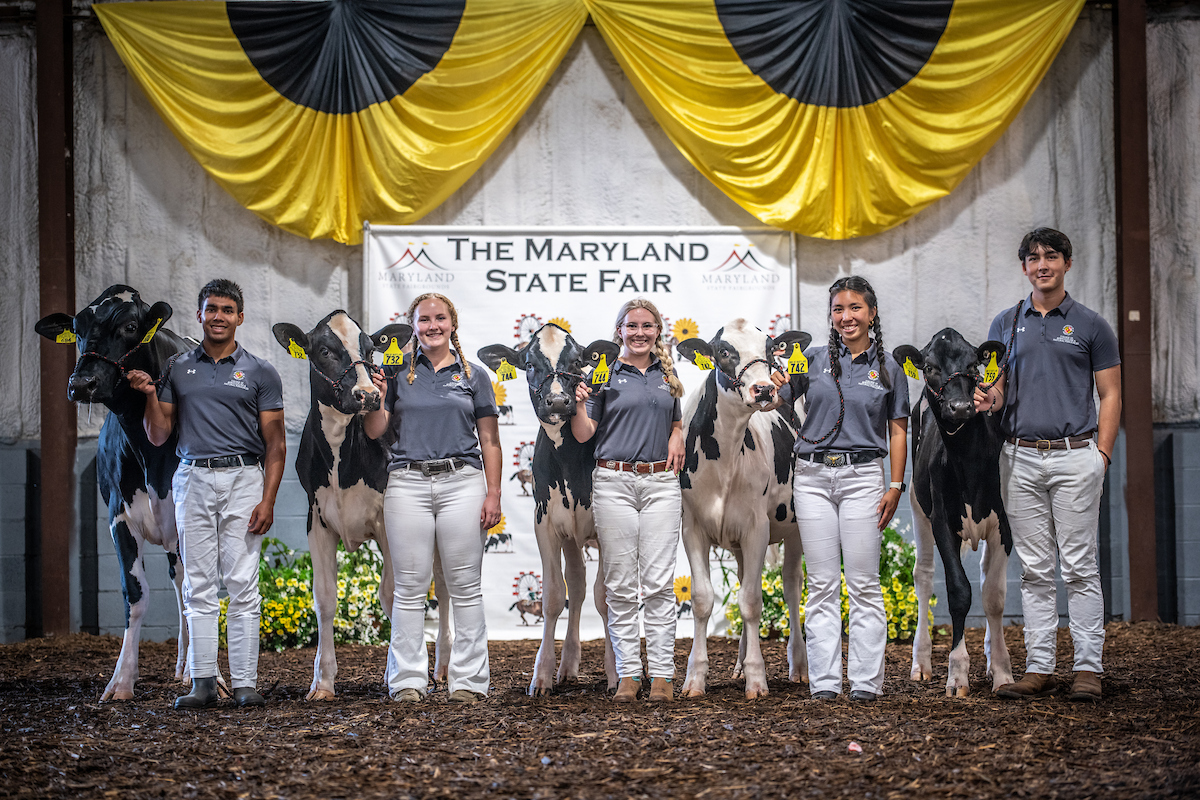 Students with cows at Maryland State Fair