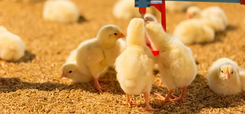 Chicks getting water in commercial poultry house