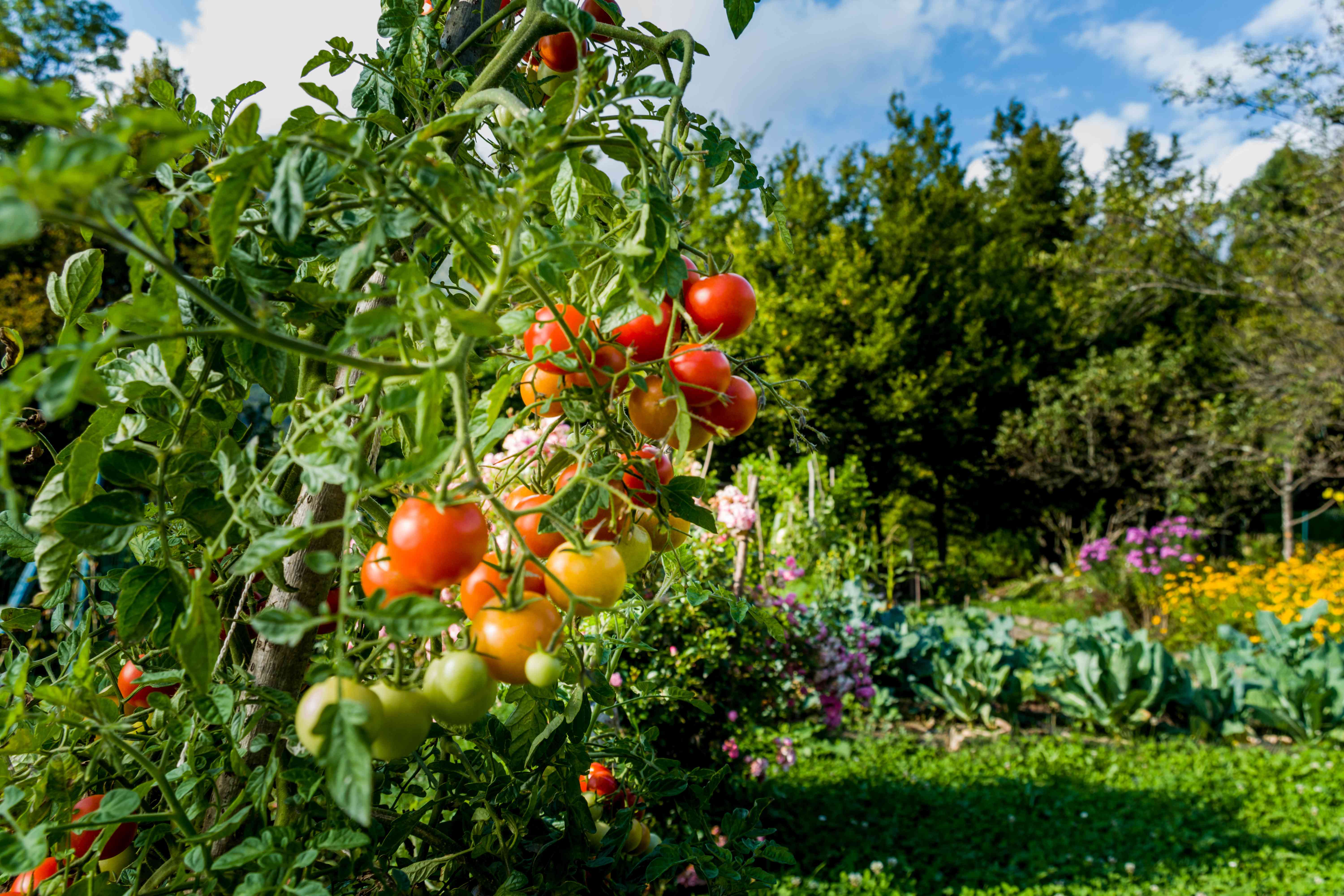 Garden in background tomato plant in foreground