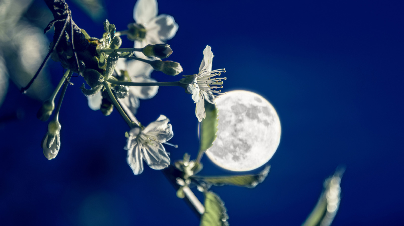 Full moon at night in background with tree branch with white flowers in foreground