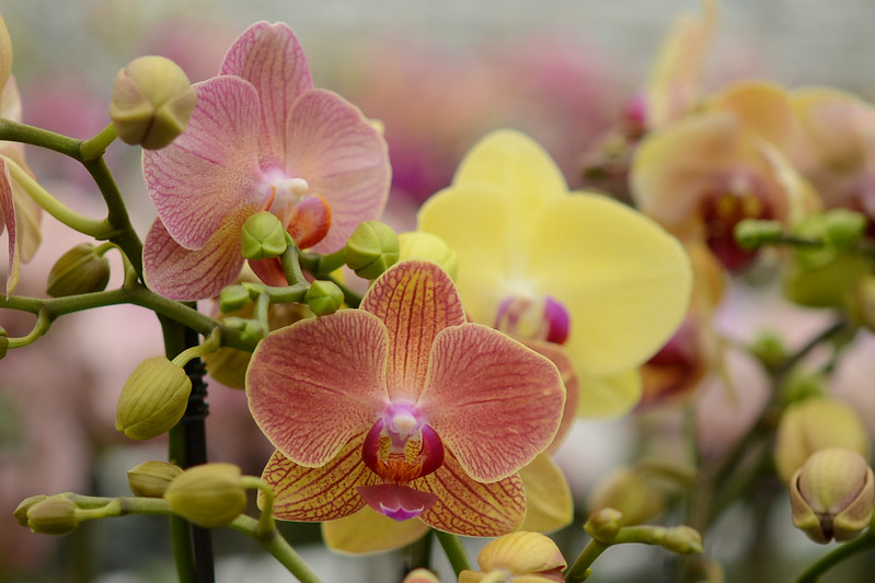 Close up of yellow and pink orchid blossoms