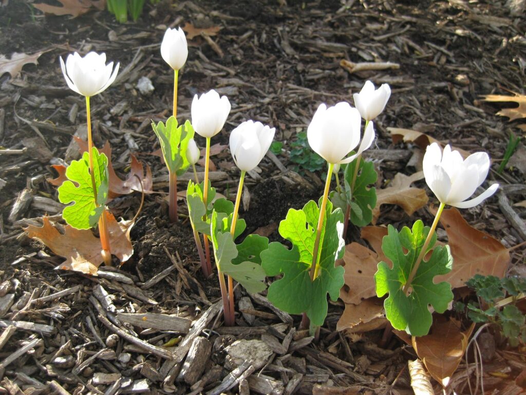 Bloodroot (Sanguinaria canadensis), photo by Mark Dwyer