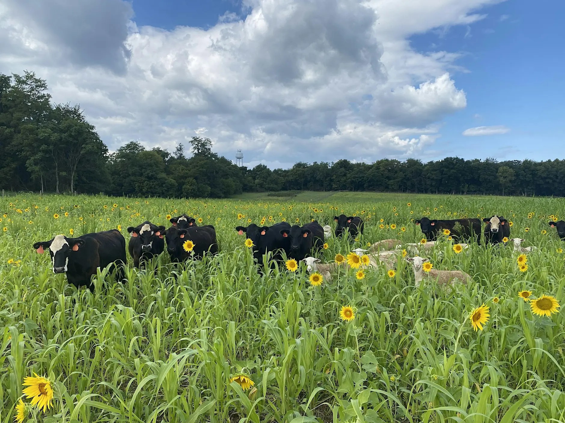 Cattle and sheep stand among tall grass and blooming sunflowers in a wide pasture, with a tree line and a cloudy blue sky in the background.