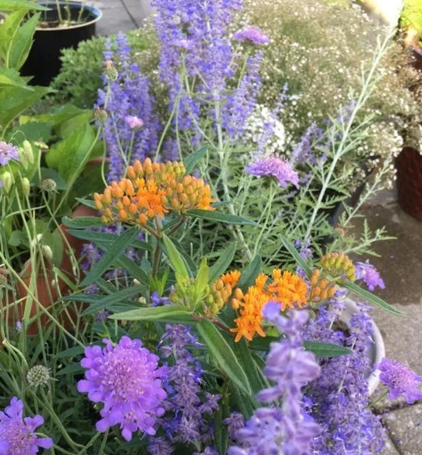 Container butterfly garden with purple and orange flowers