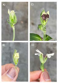 Eco-evolutionary Fig 1