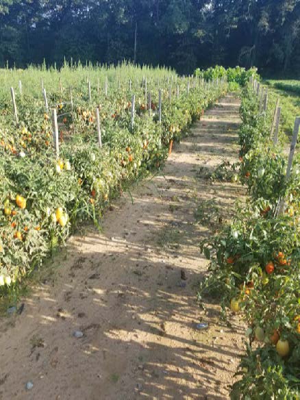 Belts. G. DIvely Tomato Row 2