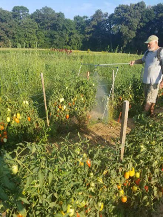 Belts. G. Dively Tomato