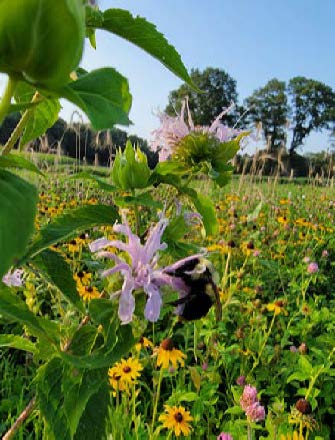 Belts. K. Evans Bumble bee on wildflower image