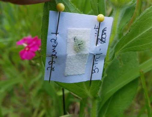 Belts. K. Evans Sentinel eggs image