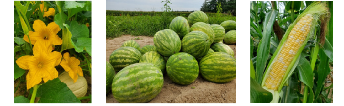 Fruits in field at LESREC