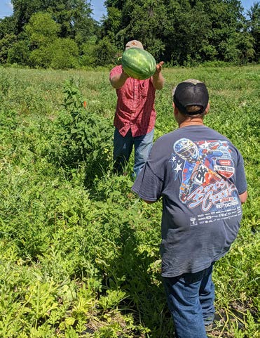 Harvesting watermelon in St. Mary's Co