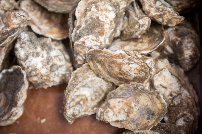 Oysters