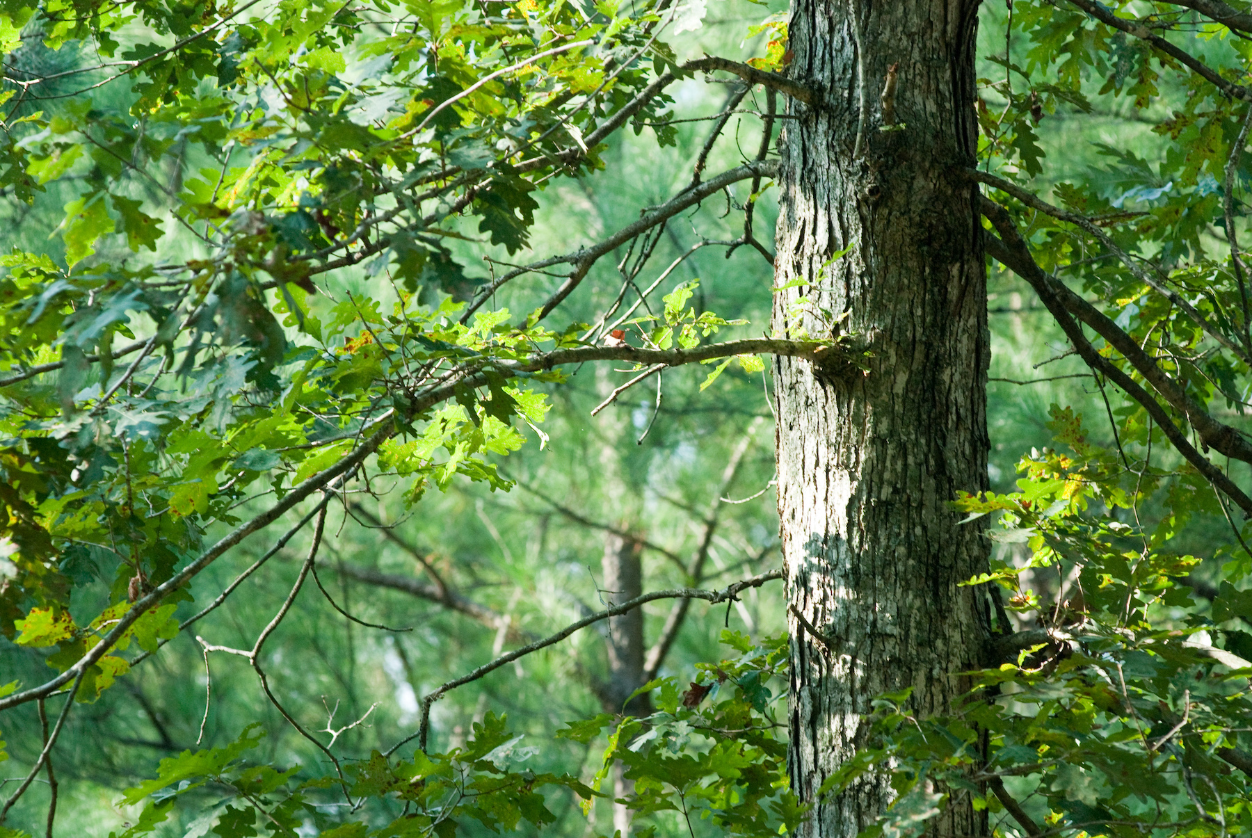 A tree in a forest