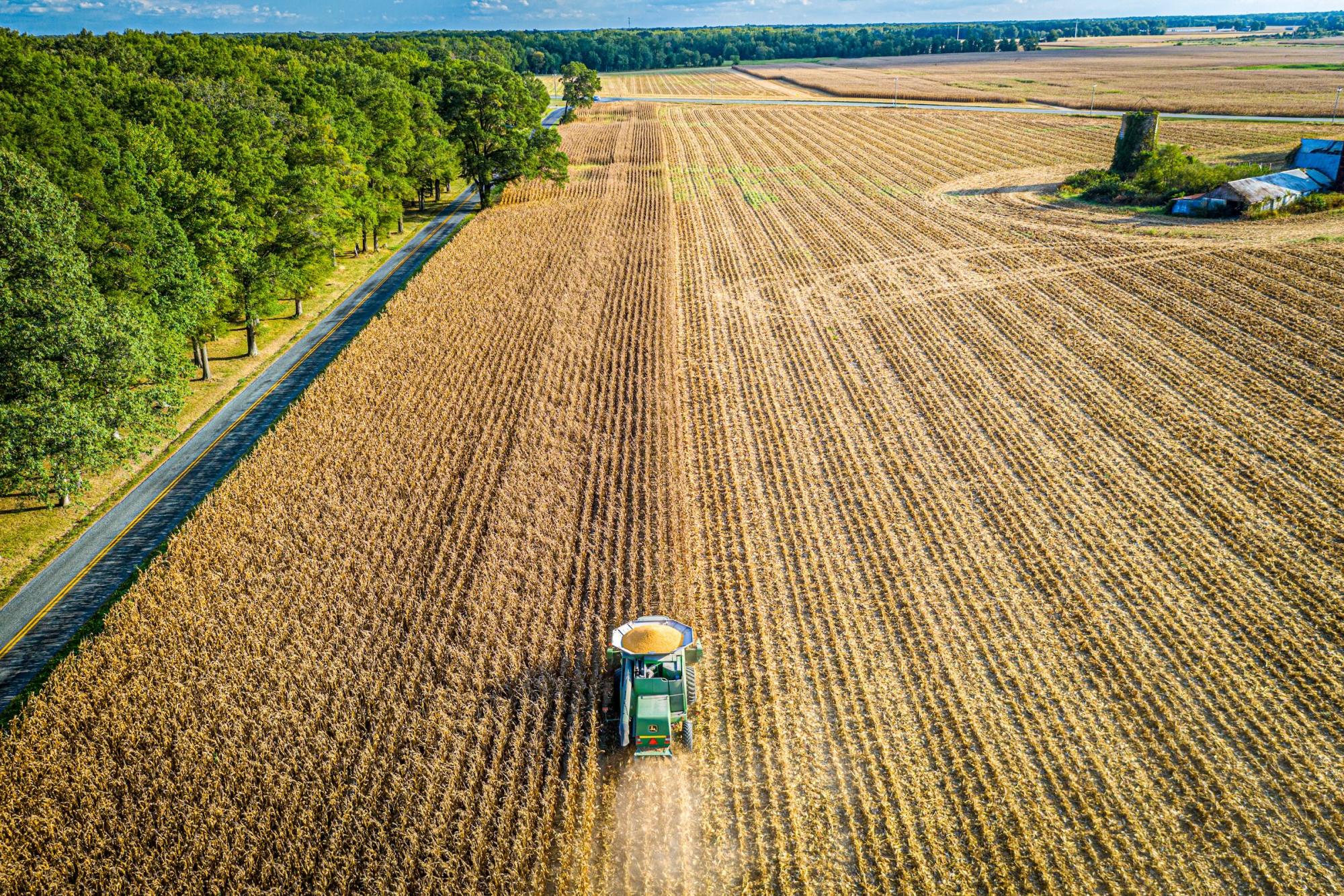 Combine in a corn field