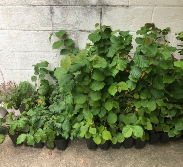 Hazelnut Tree Clarksville