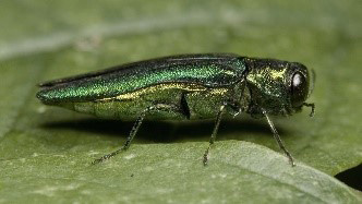 An adult EAB