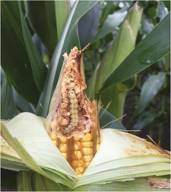 Swt corn