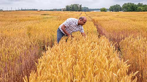 Man in Wheat Field
