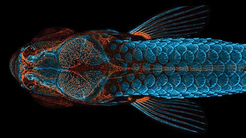 Zebrafish