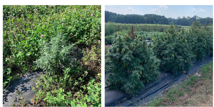 UMF 2023 D. Joseph Fig 2