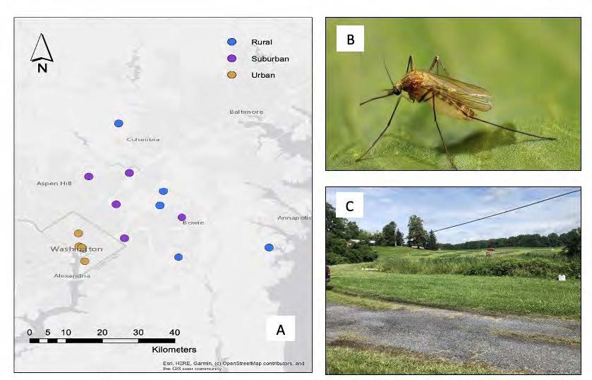 UMF Arielle Fig 1.jpg