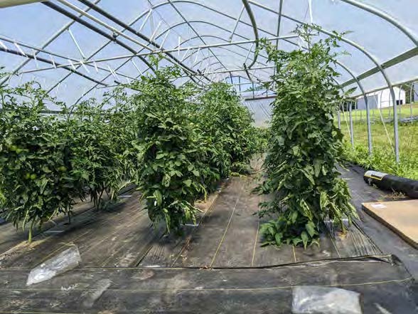 UMF Leslie Fig 1 Tomato plants