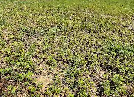 UMF Fig 1 Palmer Amaranth Plants