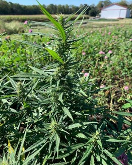 UMF 2023 D. Joseph Pic 1