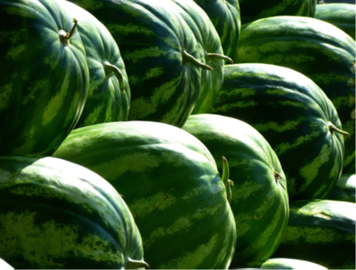 Watermelon pic